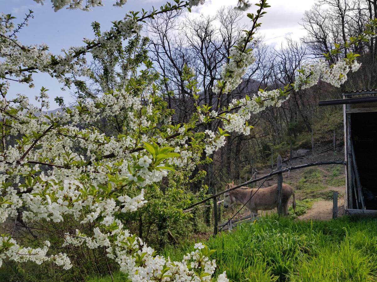 Elsa House Bed & Breakfast Mezzanego Dış mekan fotoğraf